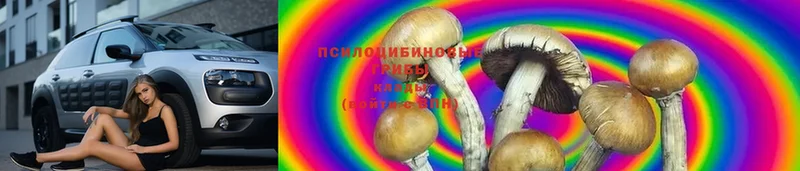 Галлюциногенные грибы Magic Shrooms Вихоревка